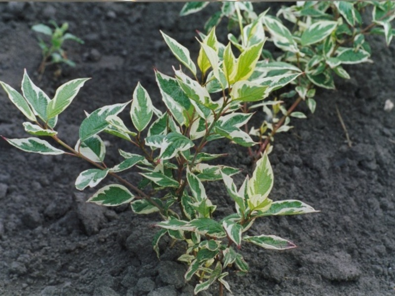 «Разрез Тайлпеский» активно озеленяет Калтан