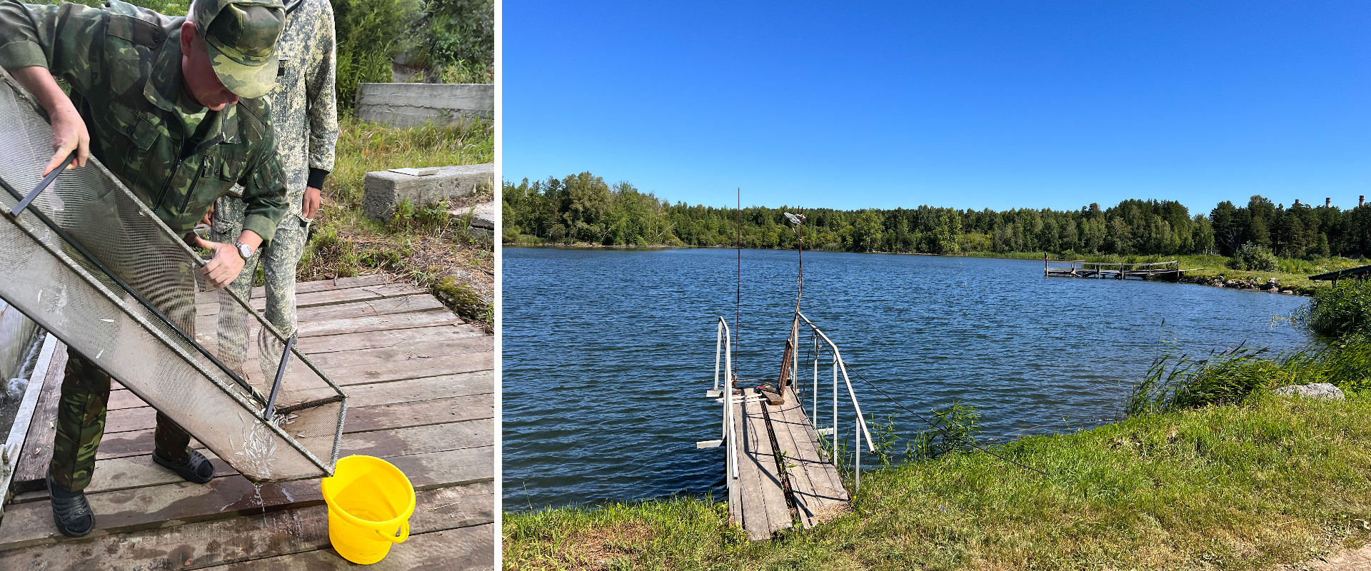 ООО «Разрез Тайлепский» организовал выпуск молоди нельмы в р. Томь