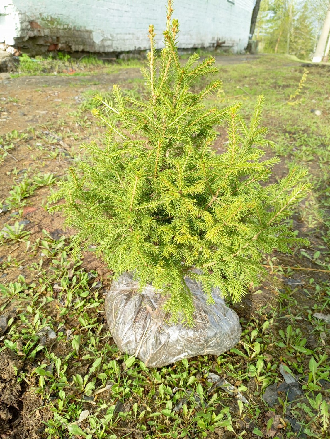 «Разрез Тайлепский» продолжает озеленять территории Калтанского и Новокузнецкого округов